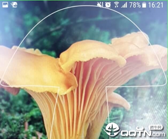 Mushrooms app